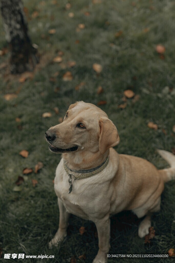 狗狗