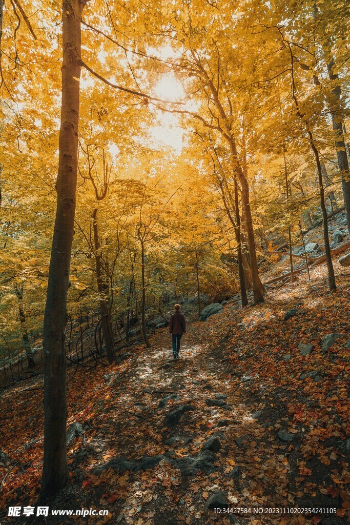 枫树林中的登山徒步者