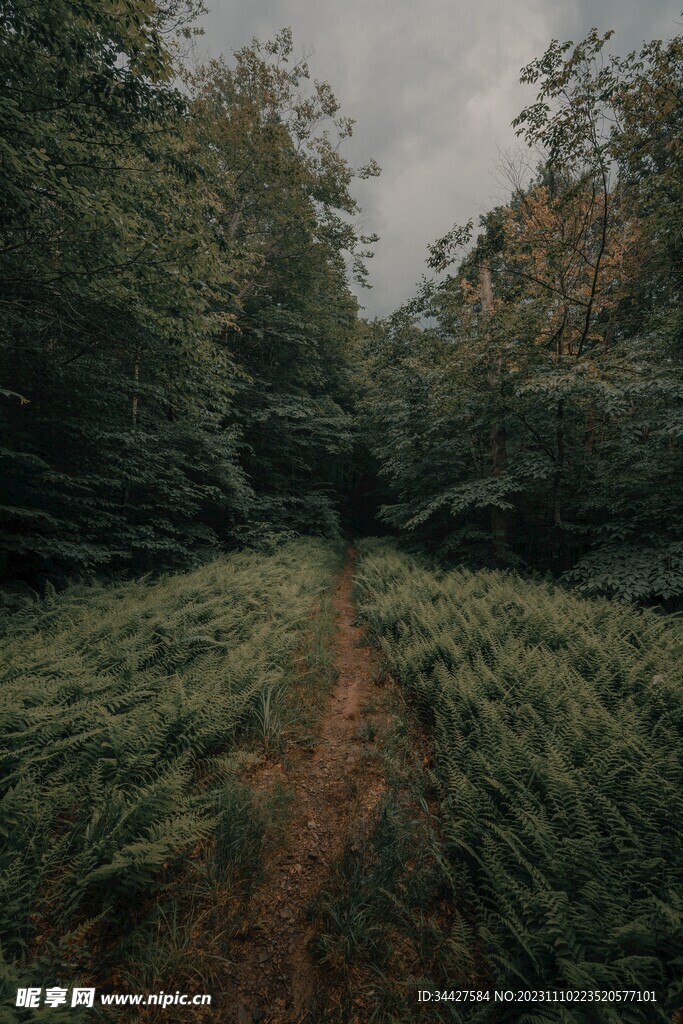 林间小路