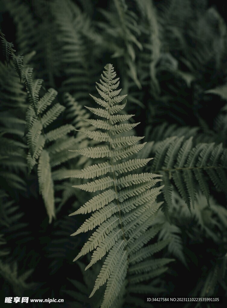 阙类植物叶子
