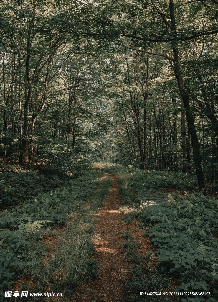林间小路