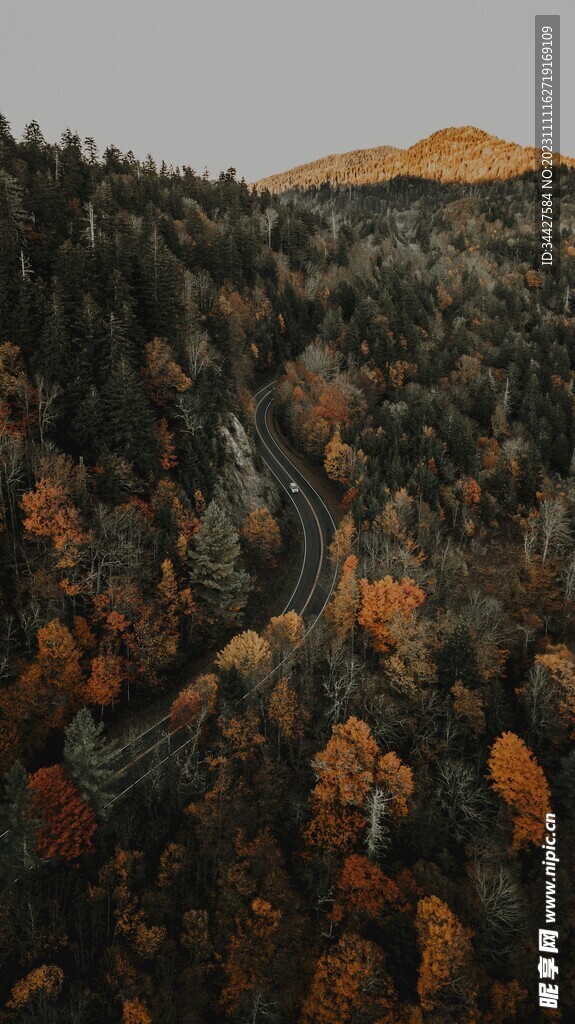 林间道路鸟瞰图