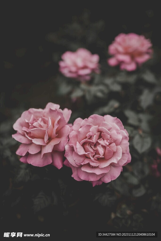 玫瑰花