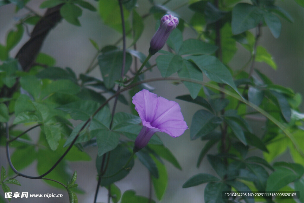 牵牛花