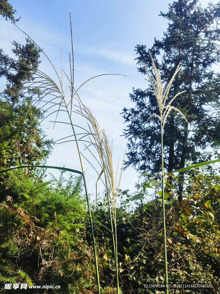田园风光