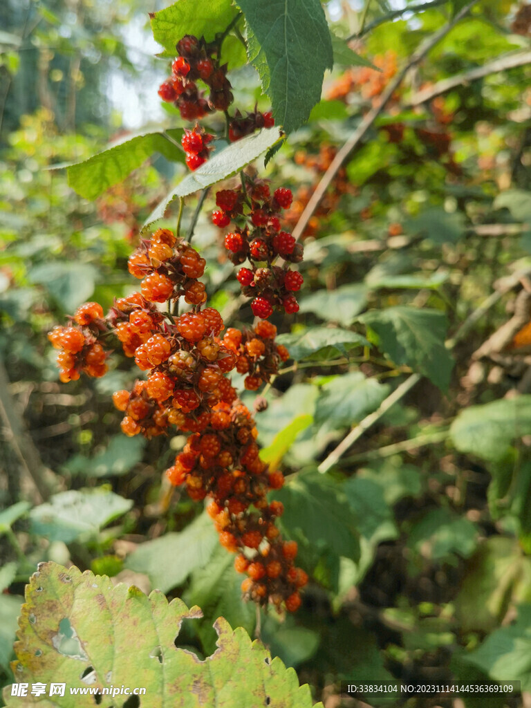 野果