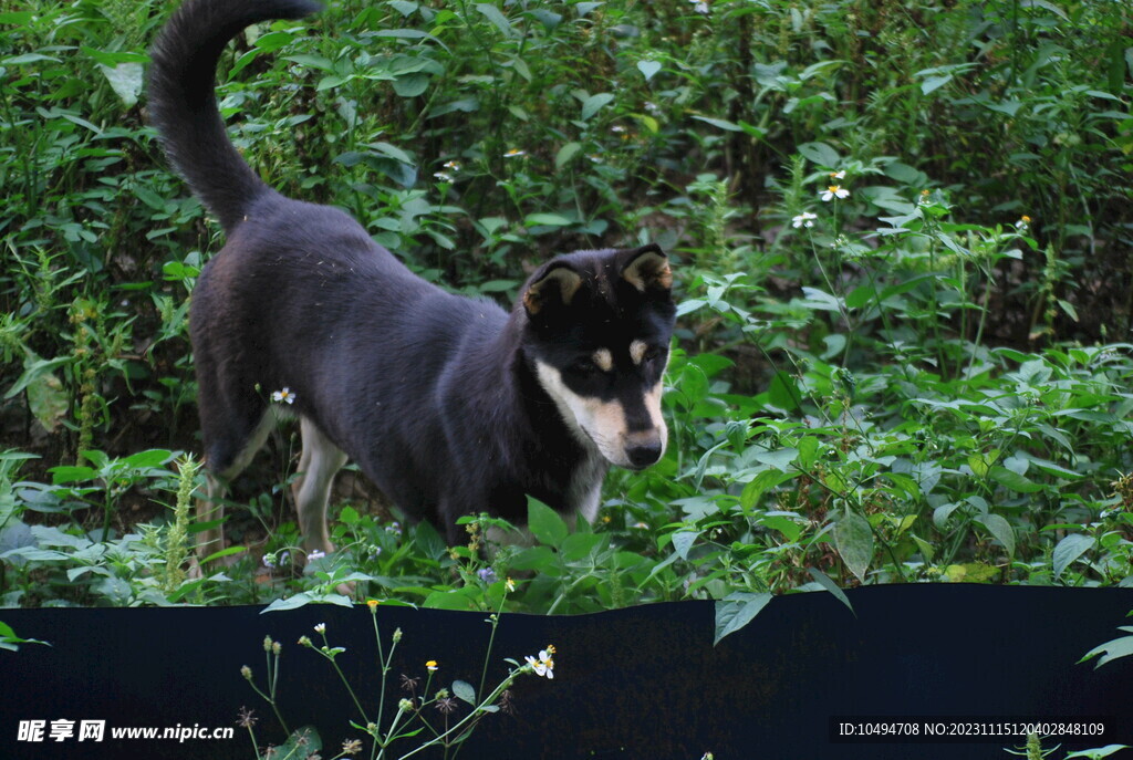 中华犬