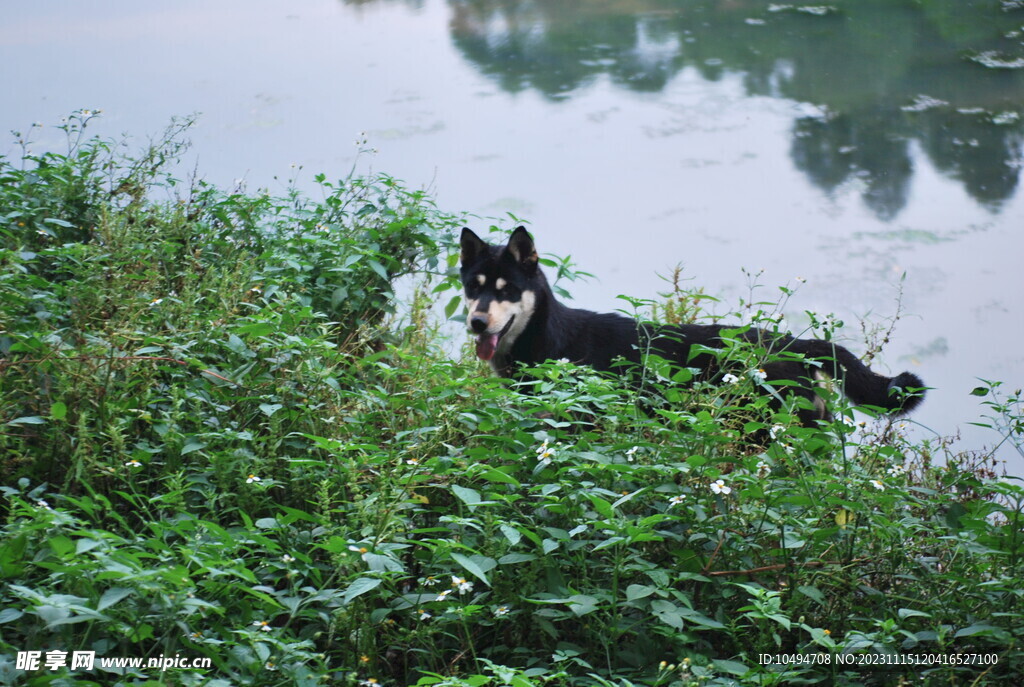 中华犬