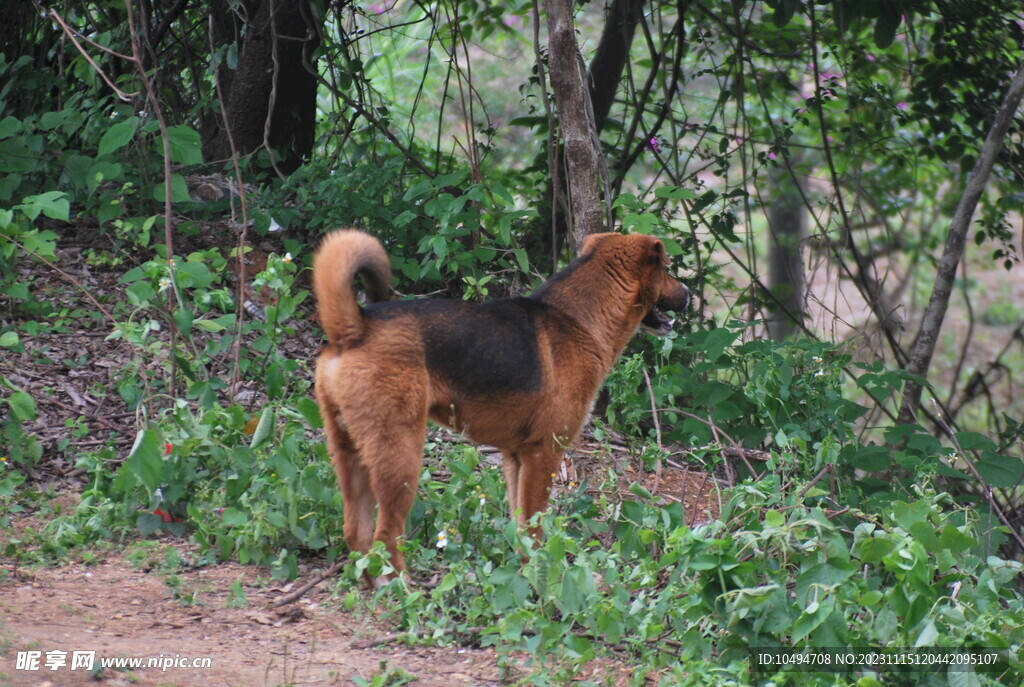 农村猎犬
