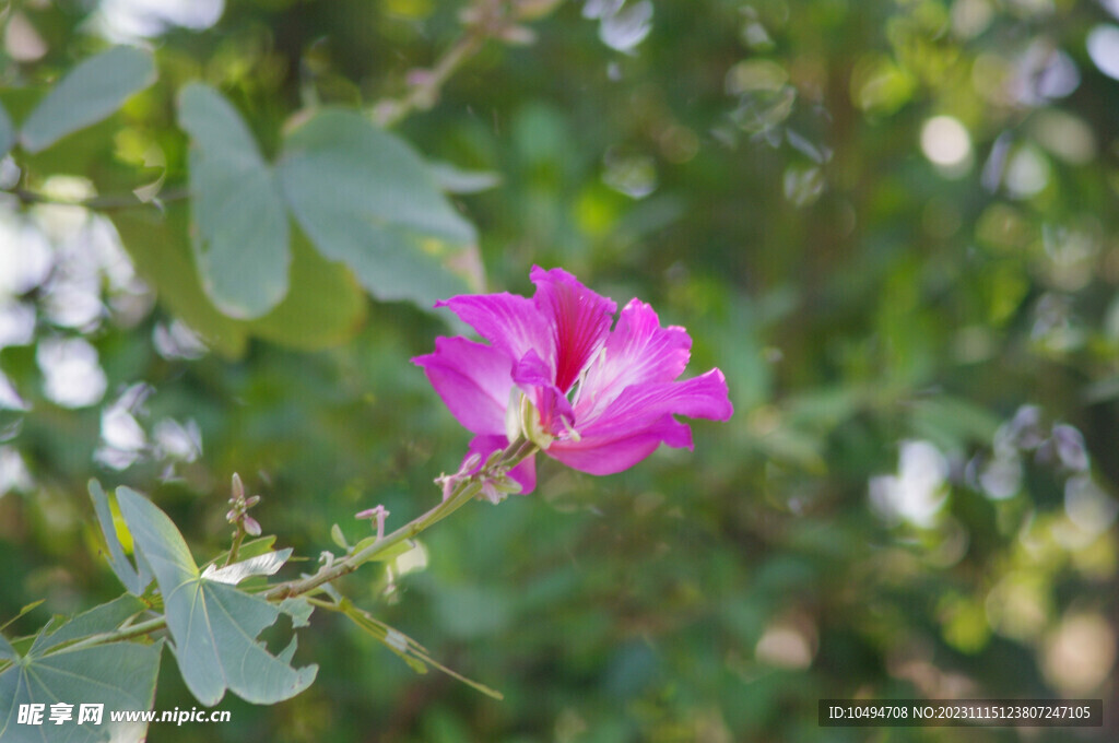 紫荆花