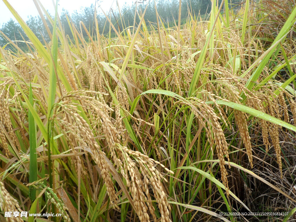 水稻图