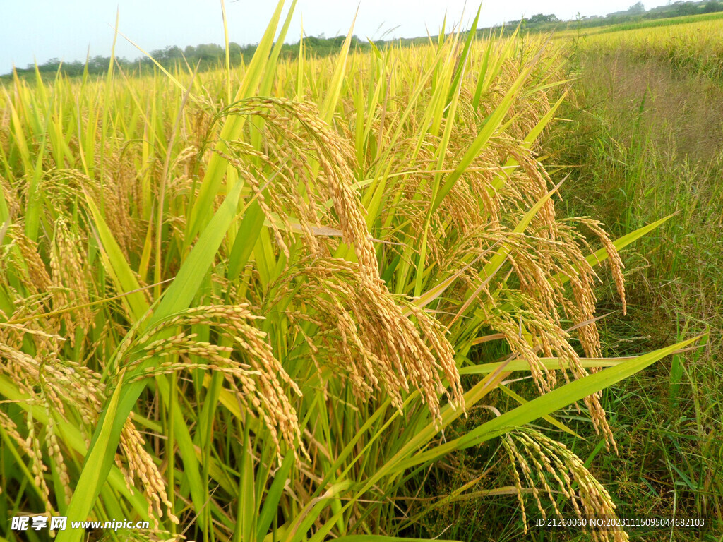 水稻图