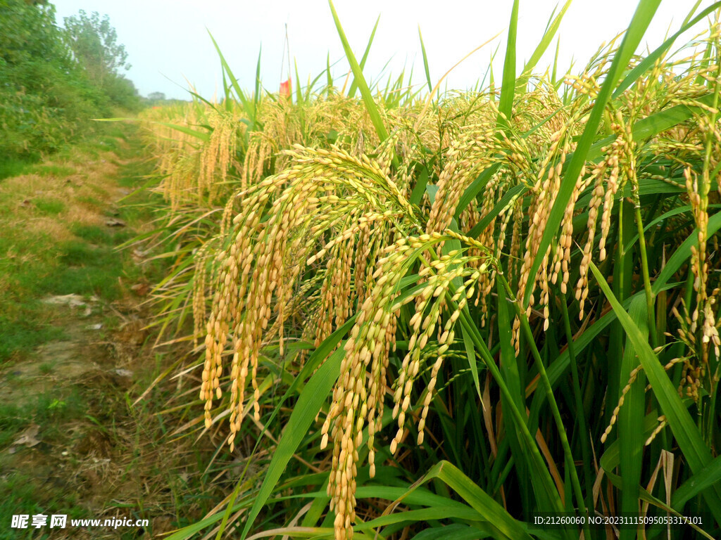 水稻图