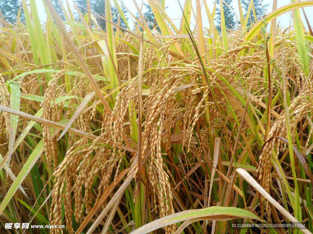 水稻图
