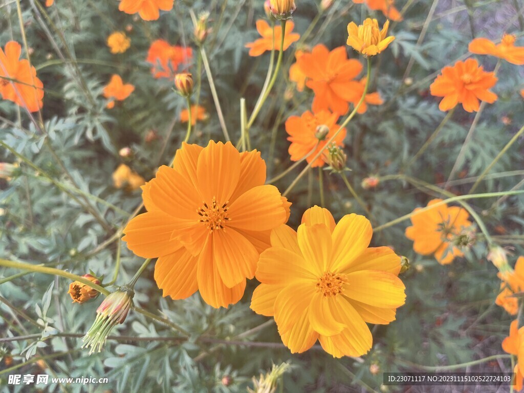 花