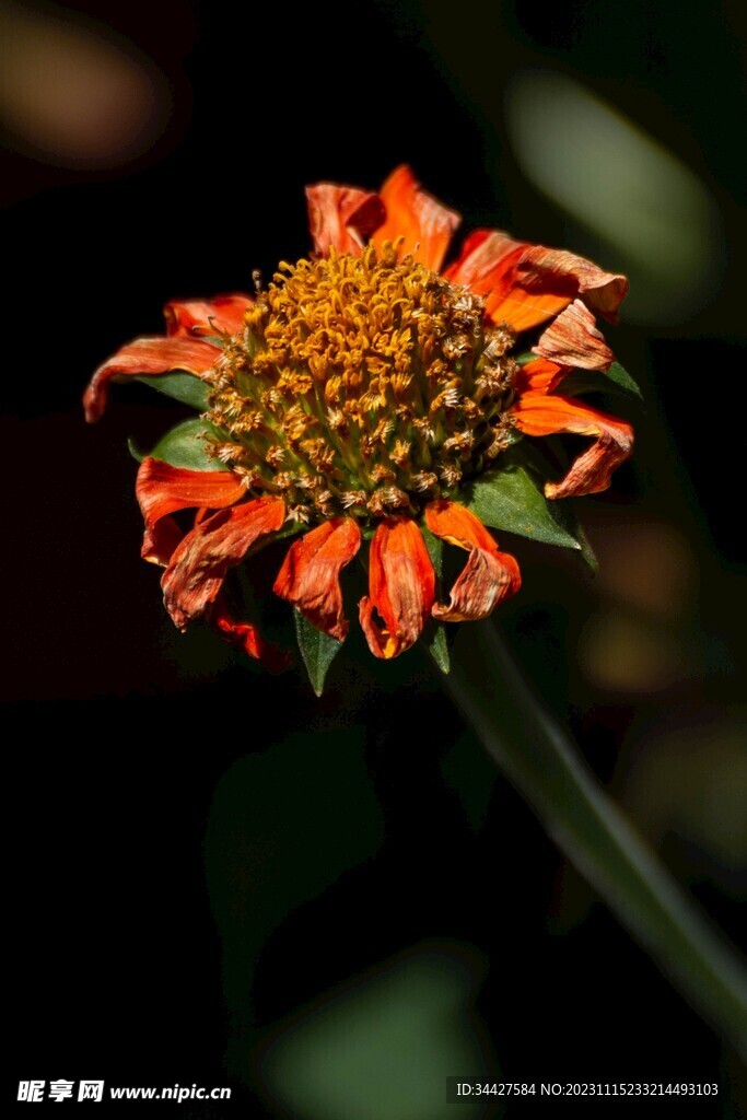 枯萎的菊花