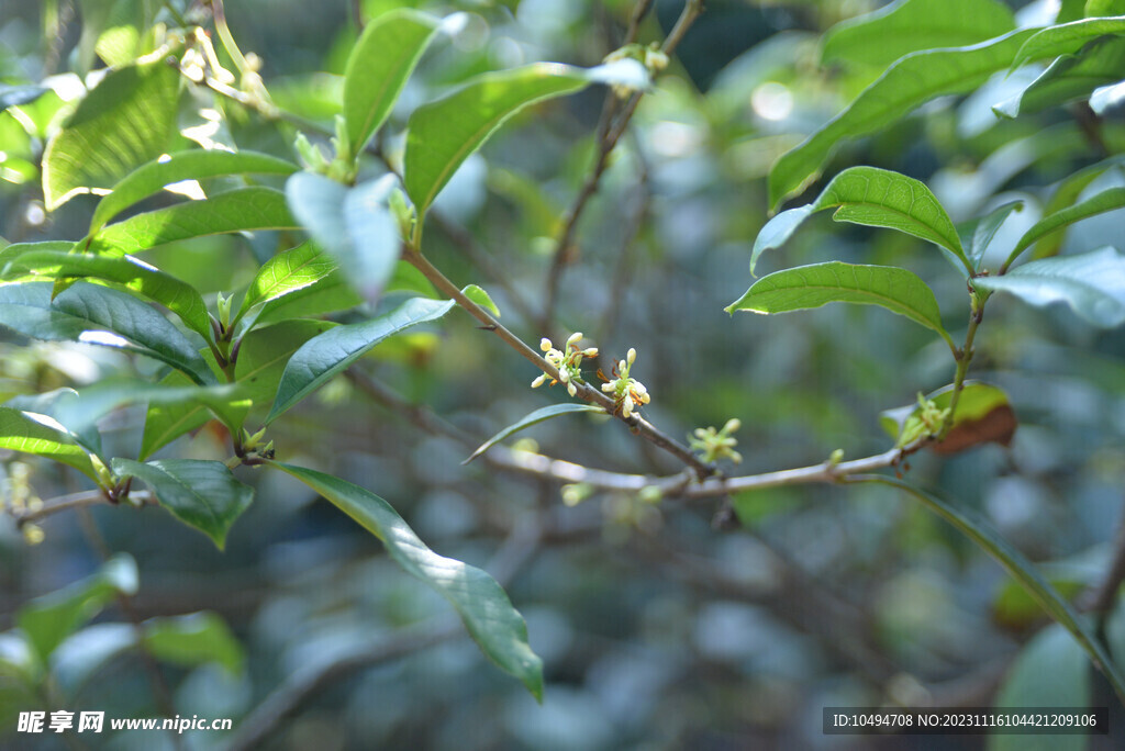 桂花树