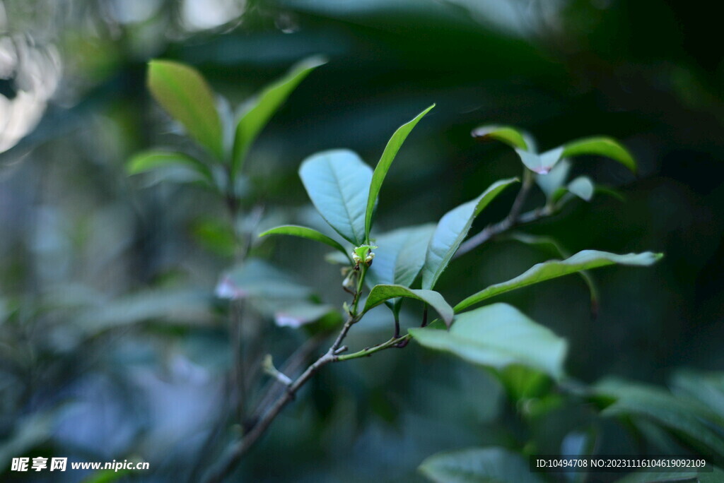桂花茶叶