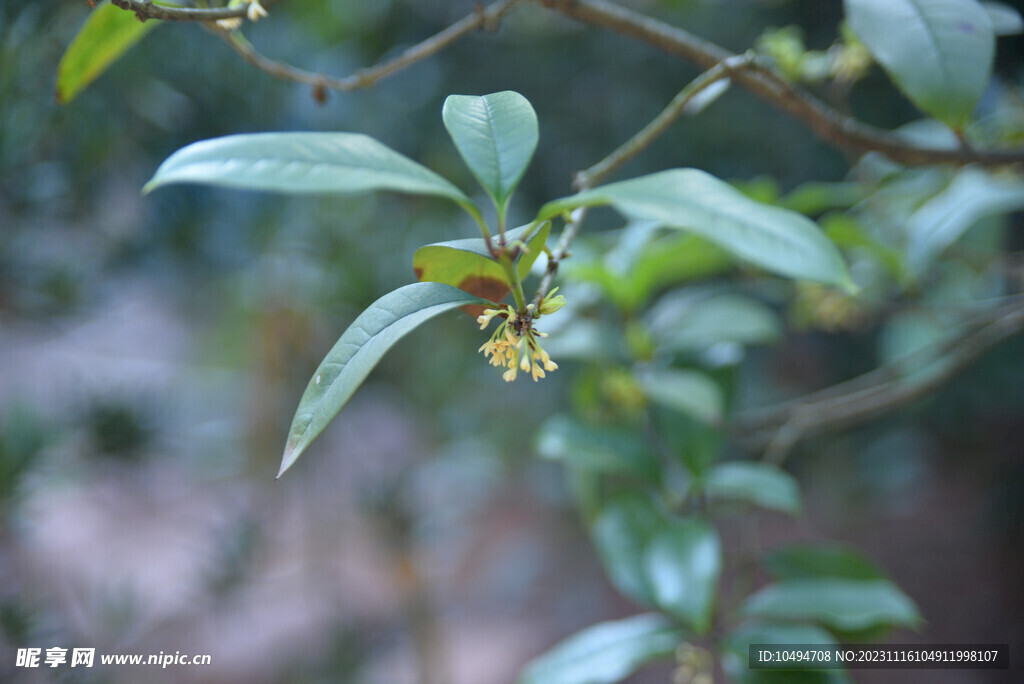 桂花