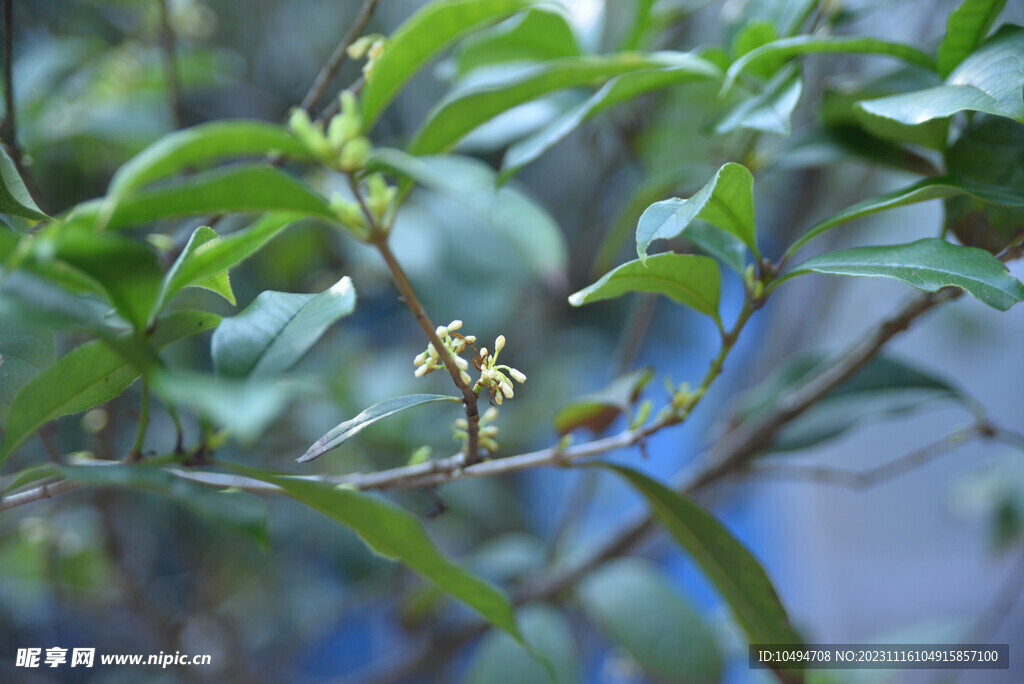 桂花