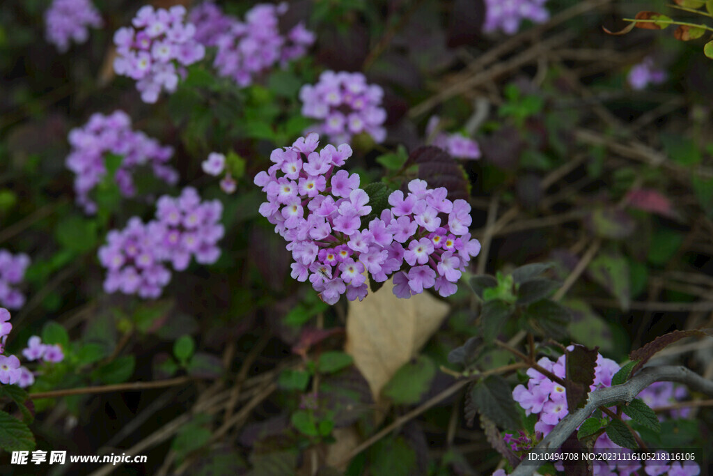 紫花马缨