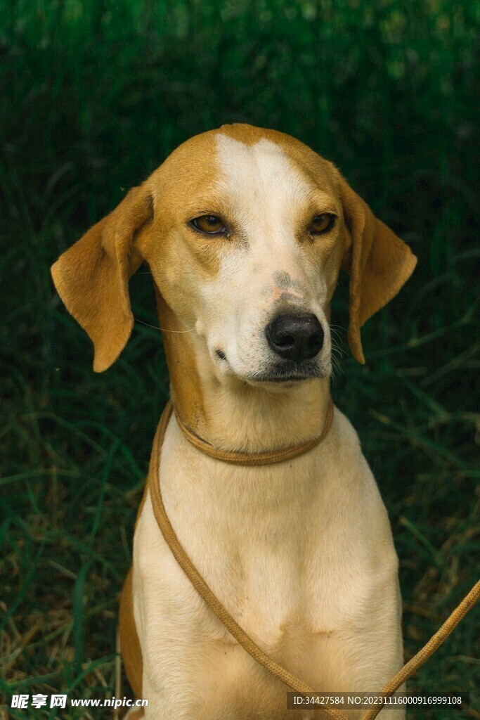 狗狗