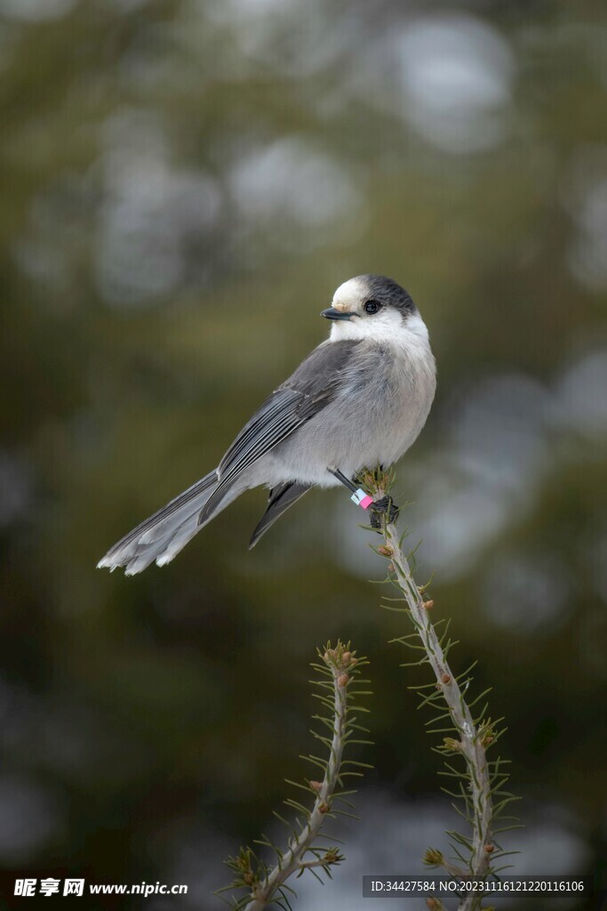 山雀