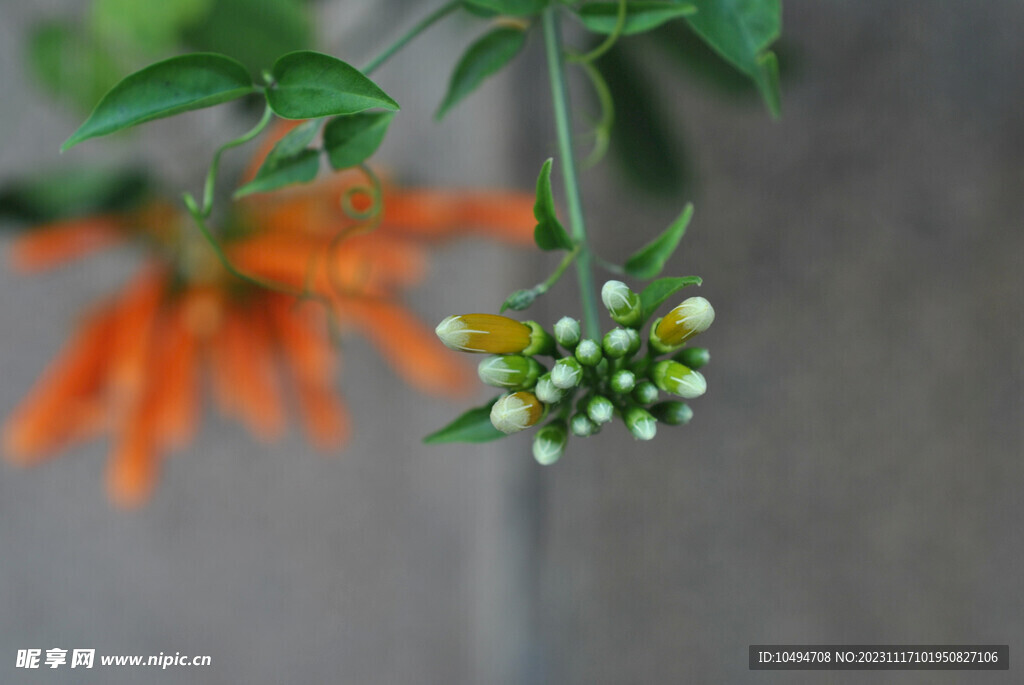 凌霄花花苗