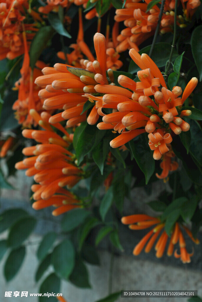 凌霄花