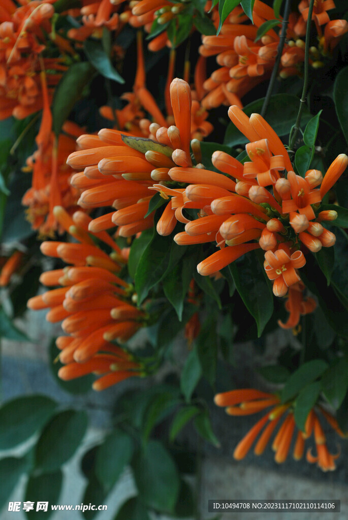 凌霄花