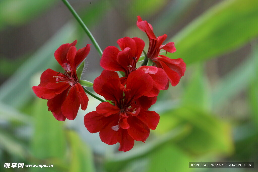 温室花草 