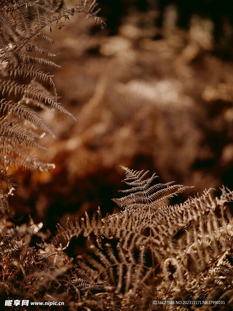 阙类植物叶子
