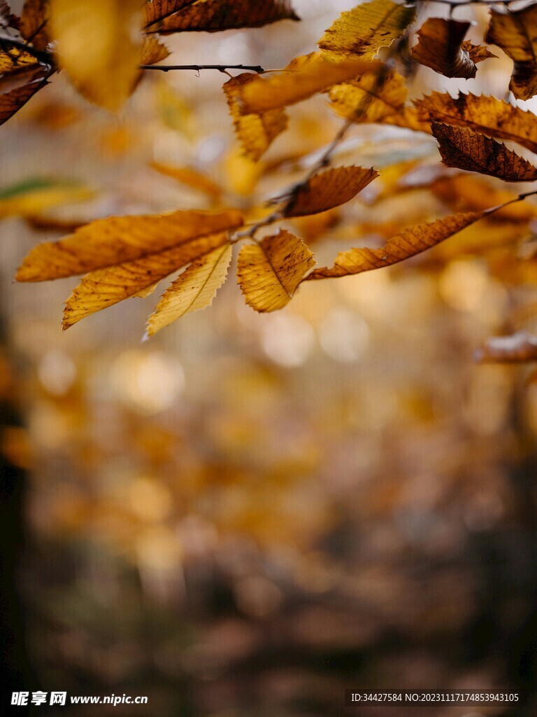 黄叶