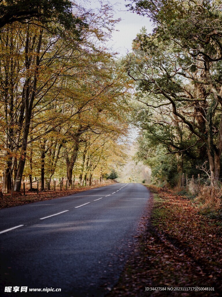  林间道路 