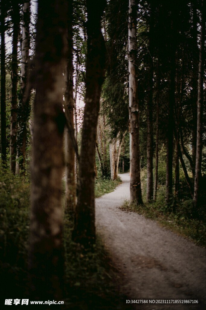 林间小路