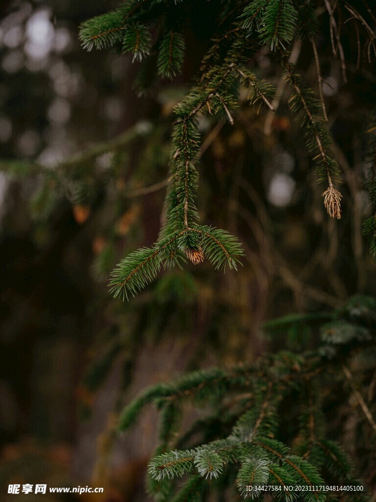 圣诞树枝