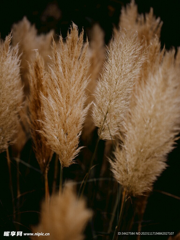 尾巴草