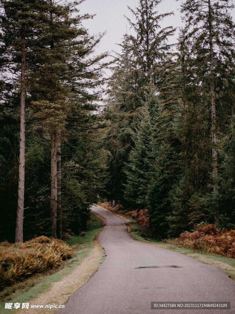 林间小路