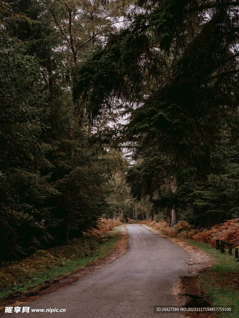林间小路