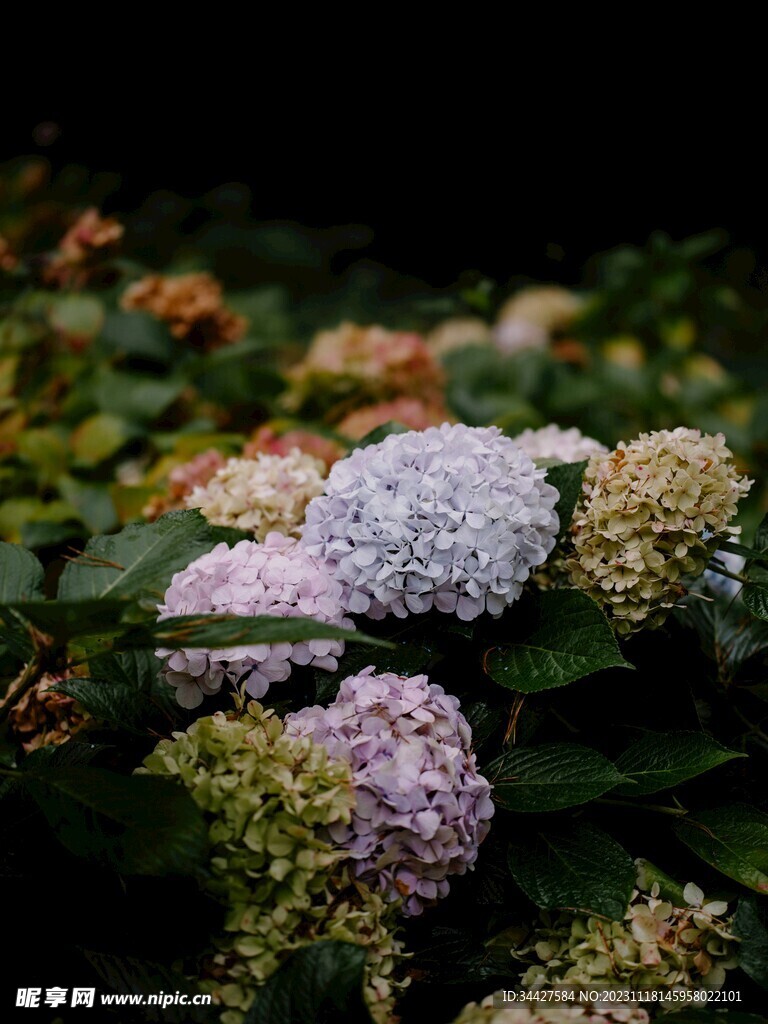 绣球花