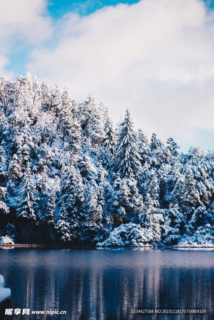 湖边雪中树林