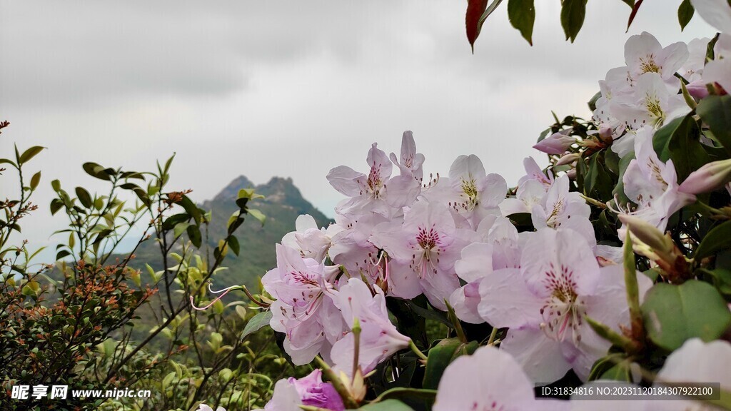 山顶与远山的花海盛放