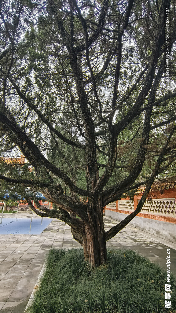 公园古松