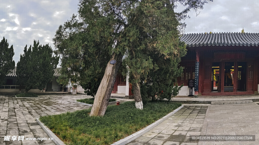 公园古树