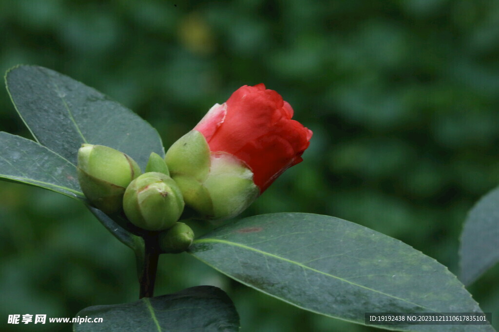 温室花草