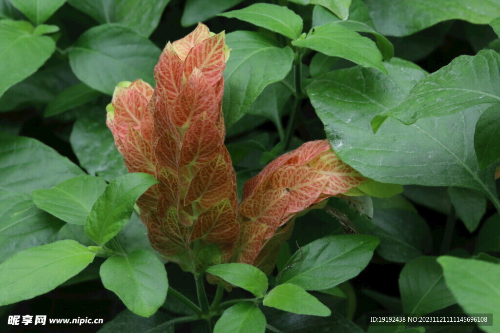 虾衣花
