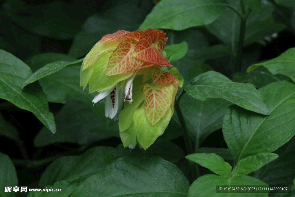 虾衣花