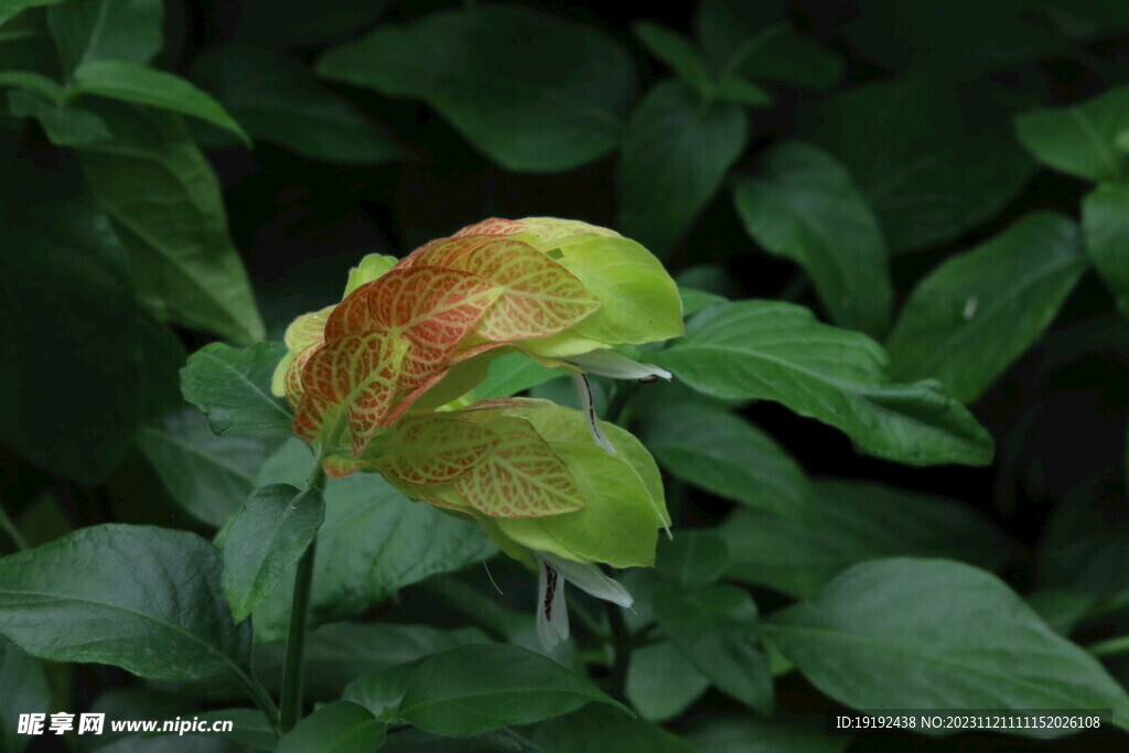 虾衣花 