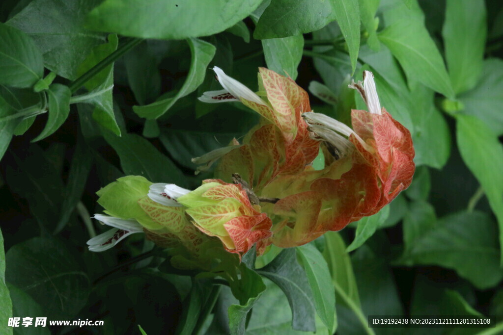 虾衣花