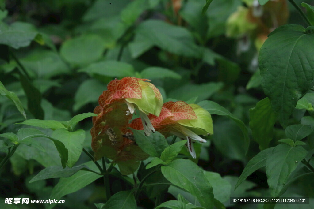 虾衣花